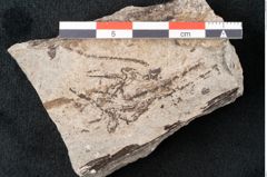 Foto (Detailansicht) von Zostera ungeri Ettingshausen (NHMW-GEO-2024-0188-6677b)